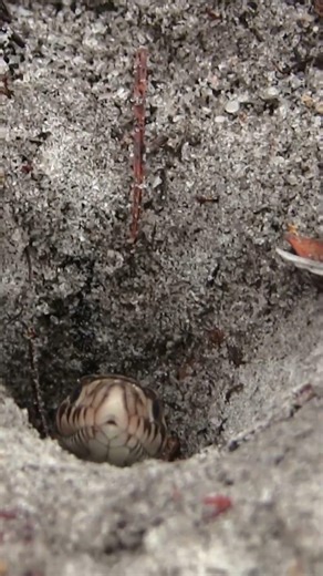 Baby pine snake emerging from his nest