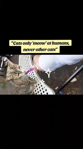 description⬇️#cat #catvideos #animals #information #facts #science #study #quotes #catperson