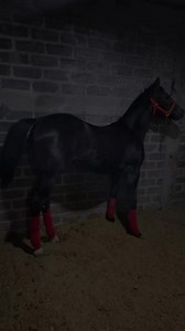 177K views · 5.9K reactions | La Prieta ✨️ HASTA TORREÓN COAHUILA #potranca #caballos | EV horses caballos en Zacatecas | Facebook