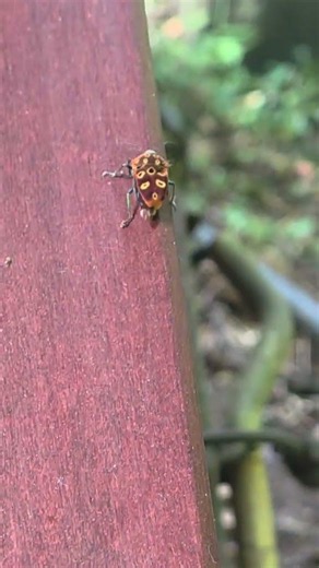This Bug Has Fake Eyes on Its Back 👁️ #nature #insects #wildlife