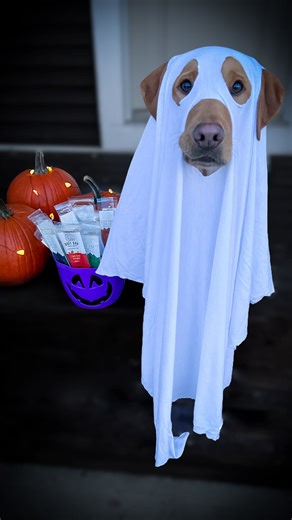 Half a treat? The true horror story 😱👻 As a kid, we always knew which houses to hit up first. You know, the ones that gave out the full sized bars… No one judges you harder than a dog who saw you break their treat in half. Happy Halloween 🧡 ↟ ↟ ↟ #halloween #ghost #lifewithdogs #funnydog #yellowlab | Juliette the Lab