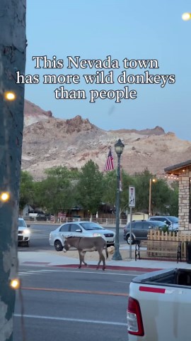 Beatty, Nevada: The Donkey Capital of the Desert