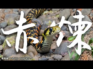 【Taiwan Tiger Keelback & Taiwan coral snake】Taiwan’s Native and Stunningly Beautiful Snakes!