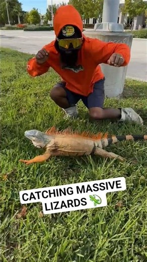 CATCHING MASSIVE LIZARDS! #lizard #fyp