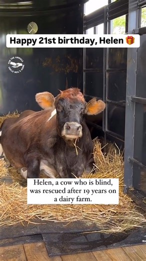 Happy 21st birthday to our beautiful friend Helen who has changed our lives for the better and brought joy to millions of people around the world. Helen lived in a stall on a dairy farm as a blind cow for 19 years. For 15 of those years, she was impregnated against her will, separated from her children, milked for profit, and exploited, all of which is immoral and unacceptable, and Helen endured this all while not being able to see what was happening to her. Her story and rescue journey has been