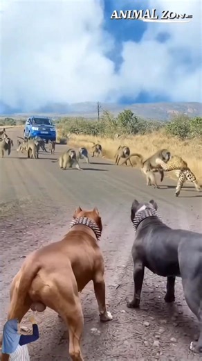 Situasi Pecah Seketika!😱 Pasukan Baboon Bertempur Melawan 1 Macan Tutul! Anjing Sampai Melongo 😱