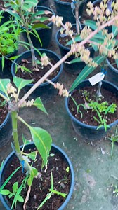 #Miyazaki_Mango Plants Now Available!Experience the exquisite taste of Miyazaki mangoes right in your own garden with our Miyazaki mango plants for sale! 🥭🌿🔹 _Premium Quality Our Miyazaki mango plants are sourced from the finest nurseries, ensuring top-notch quality and fruit production.🔹_Authentic Taste Enjoy the unparalleled sweetness and flavor of Miyazaki mangoes, known for their juicy texture and rich taste.#Easy Care These plants are easy to grow and maintain, making them perfect for b