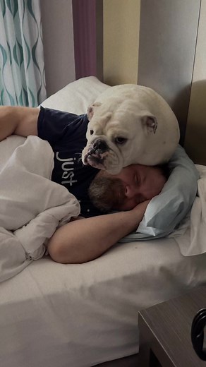 The daddy has double dog duty today. Oh Augie & Gigi… | Augie Doggy’s Place