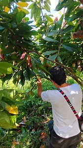 Pruning method ni Jm Must watch #cacoa #chocolate#farming #fyp #TopFans | CACAO tutorial ni JM