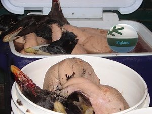 Common Eider Duck Hunt.wmv