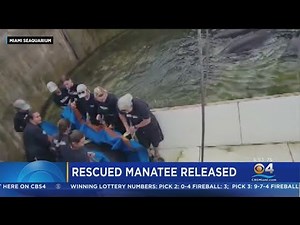 Seaworld returns rescued, rehabbed manatee back into the wild
