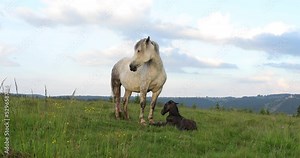 A white female of wild horse gave birth to a young newborn foal horses on a grassy meadow surrounded by spruce forest at sunset in the mountains.