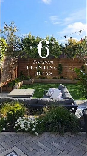 Evergreen plant ideas #gardeninspo #gardenideas #gardenplants #moderngarden