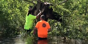 A cow in Louisiana is rescued after getting stuck in a tree due to flooding