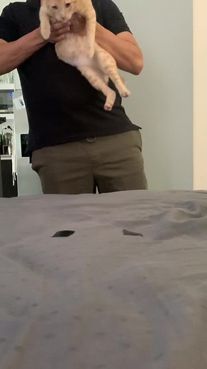 #catsoftiktok #fyp #orangecat #trend #animals #funny #cats | first off and the click you claim