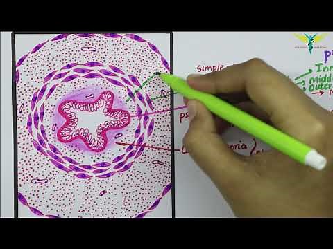 Histology of Vas Deferens \\ Ductus Deferens