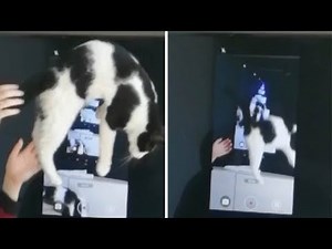 Cat Falling In Continuous Loop