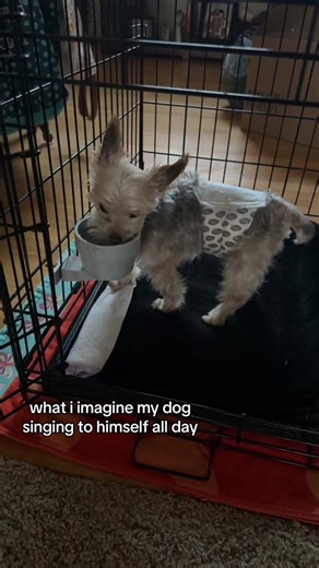 Dog Singing to Itself: A Musical Day in the Life