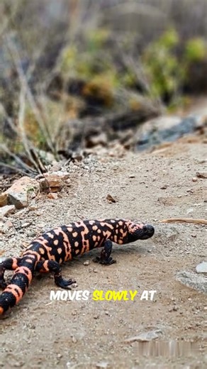 Top 5 Slowest Animals in the World 🐢