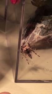 Honey just had babies leave the nest and I’m pretty sure she was happy to have some time away from them. She has been a very attentive mother. Honey is the one on my hand, not the nosy little Phasma girl in the back. | Ophelia, the monster
