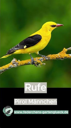 💮PIROL💮Gesang und Rufe