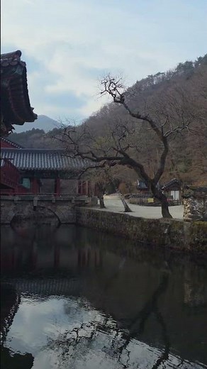 고요 속에서 만나는 천년의 숨결, 송광사#송광사 #순천여행 #천년고찰 #전남여행 #사찰여행 #힐링영상 #자연과사찰 #shorts