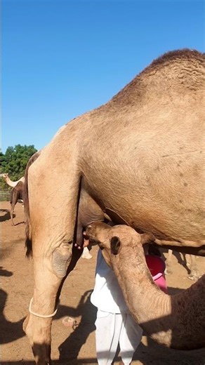 উটের দুধের আইসক্রিমের কেমন স্বাদ?#CamelMilk #icecream #CamelMilkIceCream #উটের_দুধ #viralfoods