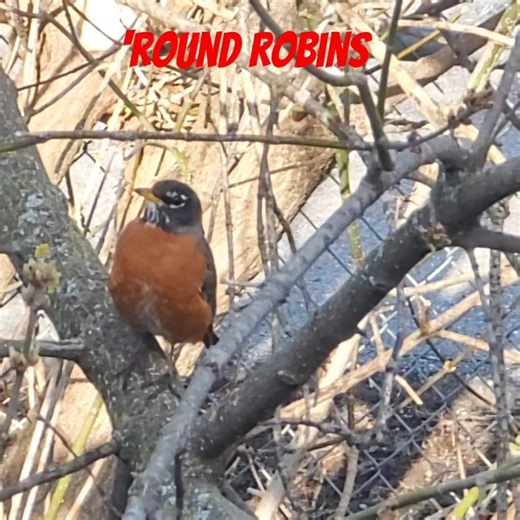 Robin Round Robins For My Ears #birds #shortsfeed #animals
