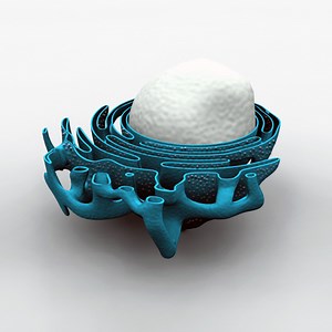 Endoplasmic Reticulum