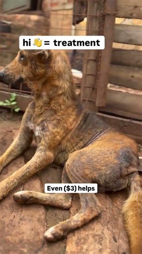 please consider checking our GoFundMe page link or PayPal link under channel profile help to save it
