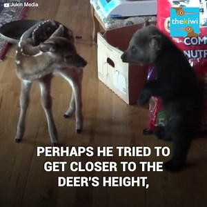 A baby bear met someone unexpected: a baby deer. Both live at a farm for rescued animals, but they had never been together before. The baby bear timidly tried to approach him, but fear got the better of him. Then he got a second chance, resulting in a moment that went viral because of how cute it was. Subscribe for more http://bit.ly/yt-thekiwi | The Kiwi