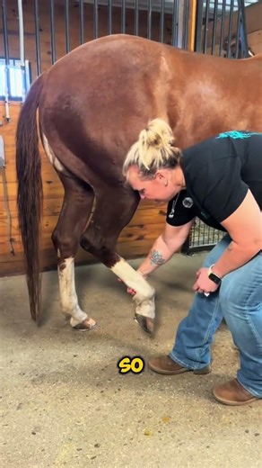 Why Vets Are Stretching Horse Backs (It's Actually Genius) #horses #petcare #shorts