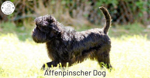 The Affenpinscher Dog Breed - Everything About the Monkey Dog!