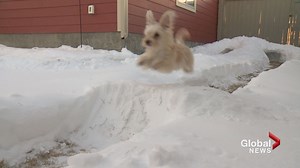 Calgary couple creates backyard snow maze for their beloved rescue puppy