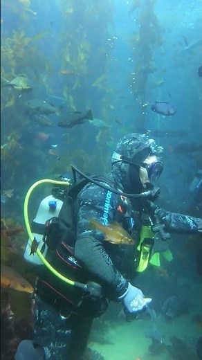 Feeding time in the Kelp Forest exhibit #shorts