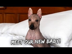 Meet Our New Bald Puppy (Xoloitzquintli a.k.a. Mexican Hairless Dog) - April 4, 2022 | Vlog #1474