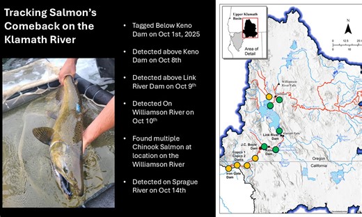 Comeback story continues: Salmon reach more milestones on the Upper Klamath River