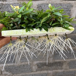 265K views · 5.4K reactions | It is very easy to take flower cuttings in water. Please watch the video to understand more | Garden & House V&N | Facebook