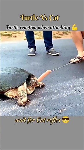 Turtle attacks fast, but the cat’s reflex is insane 🐢🐱 #turtle #cat #wildlife #funnyanimals #shorts