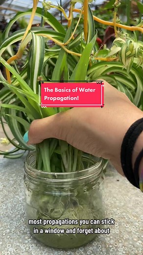 The basics of water propagation 🪴 Don’t come for me for not wearing gloves… These plants are so easy that you could probably propagate them in Diet Coke and they would be just fine 💫 Just don’t touch the stem once you cut it where it’s still wet! Propagation Hack: Once you cut the stem, let it callous over for a few hours, or even a day. When it’s no longer wet to the touch, stick it in water and it will lower your chances of rot by a lot! ##plantsoftiktok#w#waterpropogationh#houseoftiktokp#pr