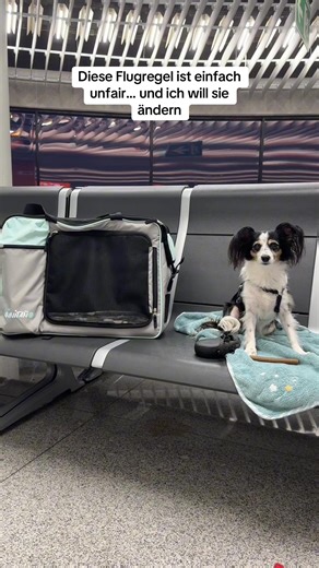 Flugregeln für Hunde anpassen: Mehr Gewicht in Kabine