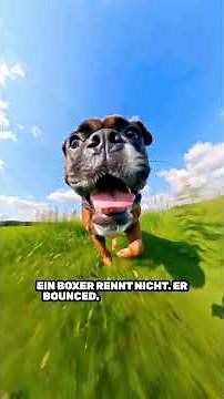 Boxer – an honest, affectionately witty breed portrait