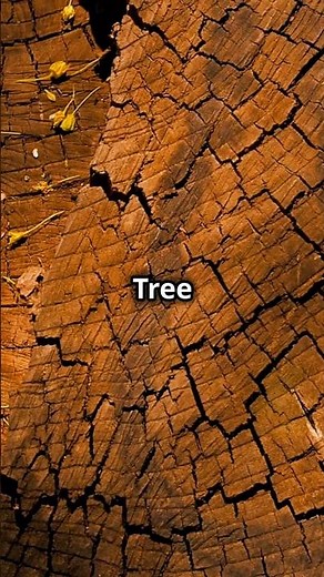 The Biology of Tree Rings