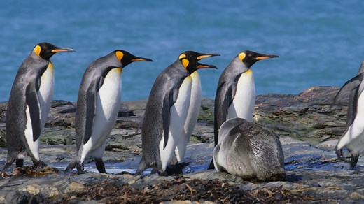 238K views · 10K reactions | King penguins walk past an Antarctic fur seal  Antarctic fur seals have attempted to mate with penguins on multiple occasions, as recorded by researchers. They’re unsure what is causing this confusing behavior, but one suggestion is a scarcity of female seals. Video by John Downer Productions. | Animal Planet | Facebook