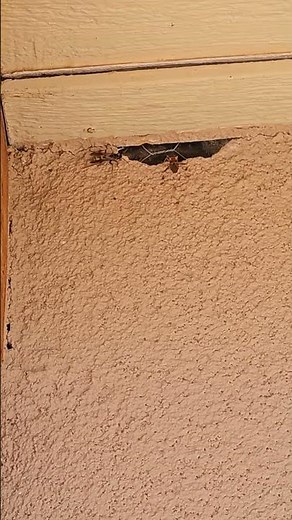 Guard Wasp vs. Assassin Bug