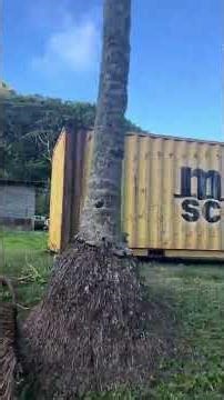 Exploring the Beautiful Cook Islands | Island Tour Vlog 🌴 #islandlife #cookislands #travelvlog