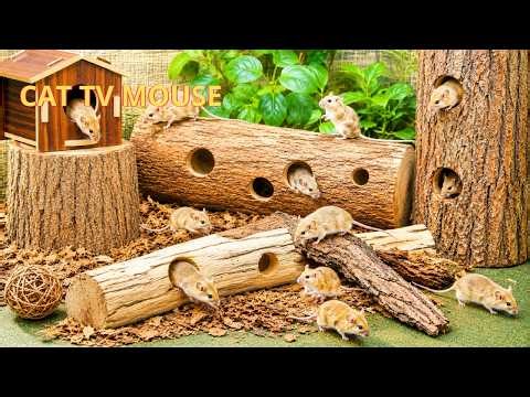 Cat TV Birds No Ads - Ultimate Mouse Chase for Cats! Endless Gerbil Run Action in 4K 🐭🎮 - Cat Game