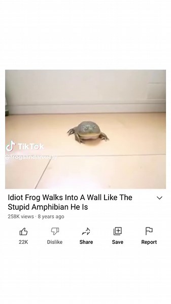 Understanding Pacman Frogs: Care and Characteristics