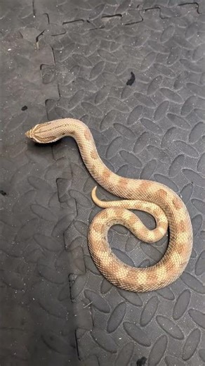 don't order from wish 😁