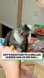 The way it keeps twisting its head 😂 | Fluffy Animals